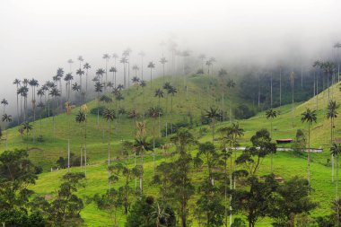 Cocora Vadisi,: Salento, Kolombiya, Güney Amerika'nın bulutlu manzara