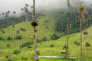 Cocora Vadisi puslu Alpin manzara, Salento, Kolombiya, Güney Amerika