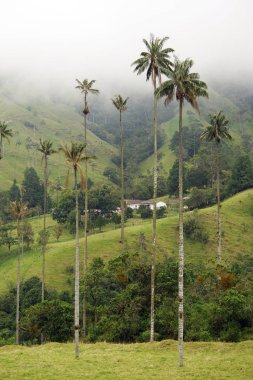 Cocora Vadisi,: Salento, Kolombiya, Güney Amerika'nın bulutlu manzara