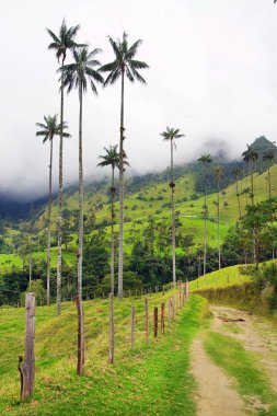 Cocora Vadisi puslu Alpin manzara, Salento, Kolombiya, Güney Amerika