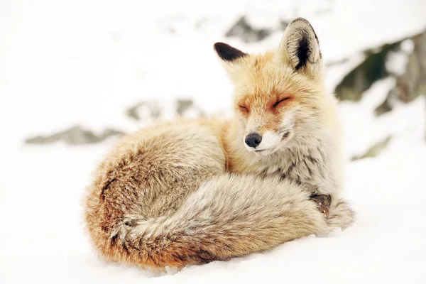 Wild Fox Winter Natural Habitat — Stock Photo, Image