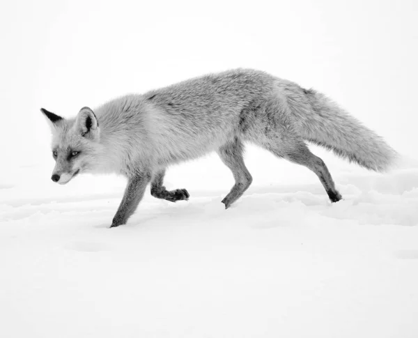 Obrázek Divoké Lišky Zimních Přírodních Habitatu — Stock fotografie
