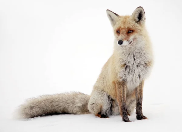 Wild Fox Winter Natural Habitat — Stock Photo, Image