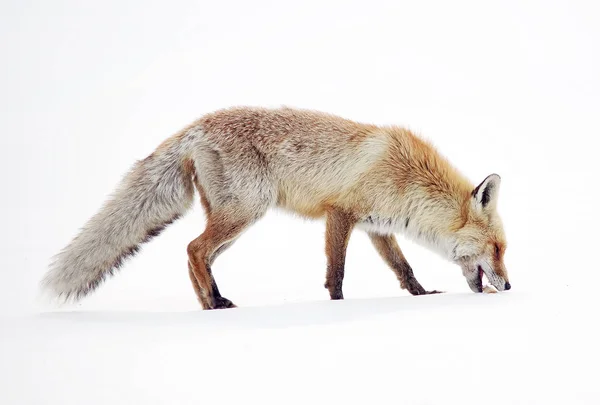 Image Wild Fox Winter Natural Habitat — Stock Photo, Image