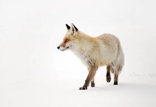 Wild Fox Winter Natural Habitat — Stock Photo, Image