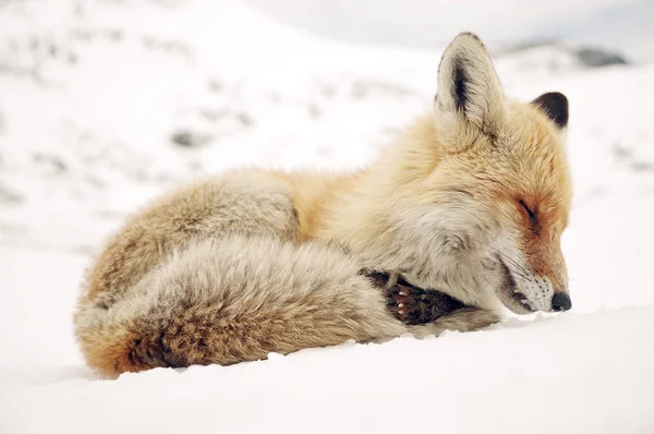 Wild Fox Winter Natural Habitat — Stock Photo, Image