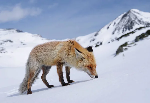 Wildfuchs Winter Natürlicher Lebensraum — Stockfoto