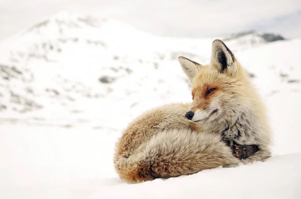 Immagine Una Volpe Selvatica Inverno Habitat Naturale — Foto Stock