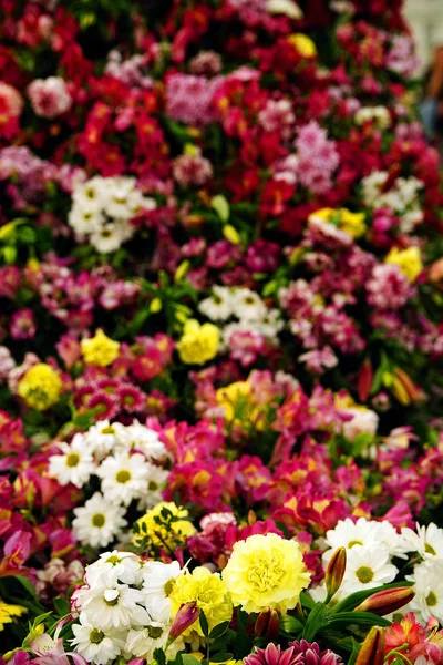 Yaz Çiçekleri Arka Plan Soyut Görüntü — Stok fotoğraf
