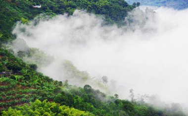 Kahve ve muz plantasyonları Buenavista, Antioquia, Colombia yakınındaki tepeler kaplı