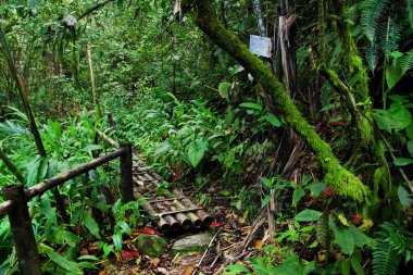Orman yolu Cordiliera Merkez, Kolombiya, Güney Amerika