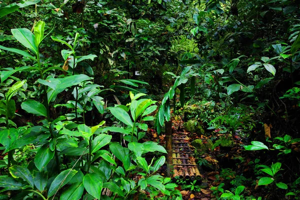 Jungle path in Cordiliera Central, Colombia, South America