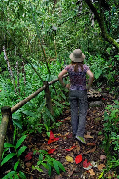 Orman Yolu Cordiliera Merkez Kolombiya Güney Amerika — Stok fotoğraf