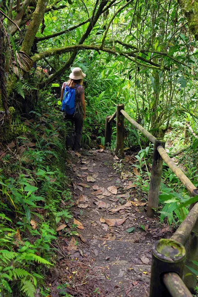 丛林路径在 Cordiliera 哥伦比亚 南美洲 — 图库照片