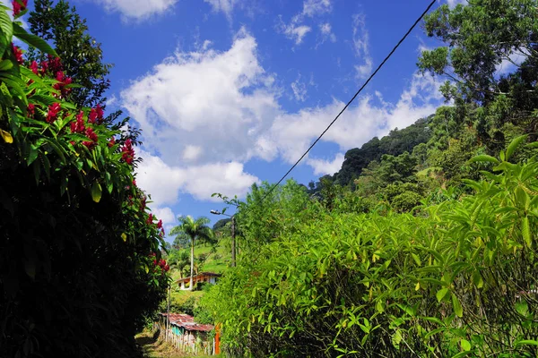 Jungle path in Cordiliera Central, Colombia, South America