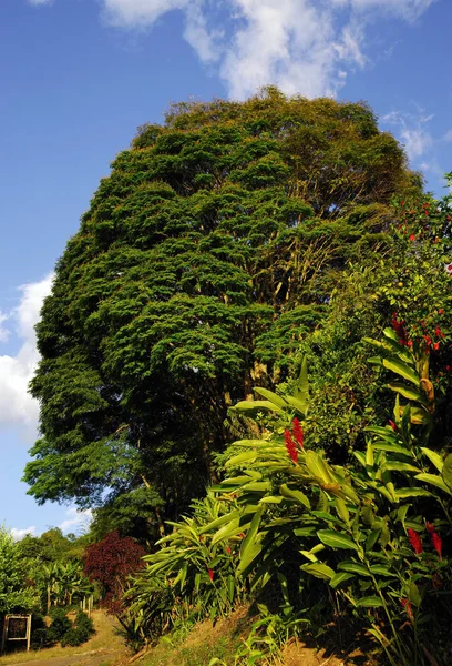 Тропическая Растительность Cordiliera Central Колумбия Южная Америка — стоковое фото