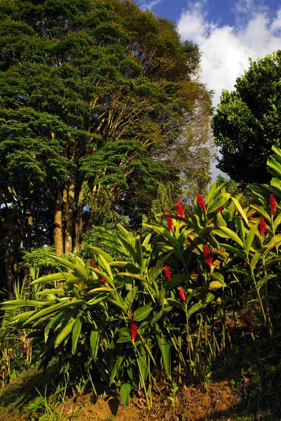 Tropikalna Roślinność Cordiliera Central Kolumbia Ameryka Południowa — Zdjęcie stockowe