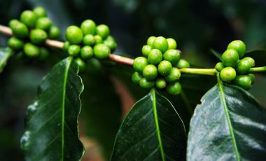 Kahve fabrikası. Kahve ağacının bir dalı üzerinde yetişen kahve çekirdekleri. Olgun meyveleri olan bir kahve ağacının dalı kapatın
