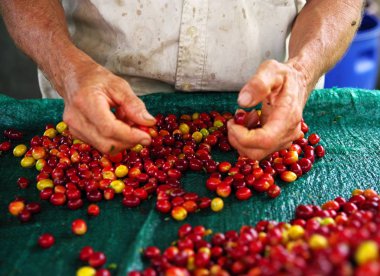 Kolombiyalı işçi kahve çekirdekleri seçerek