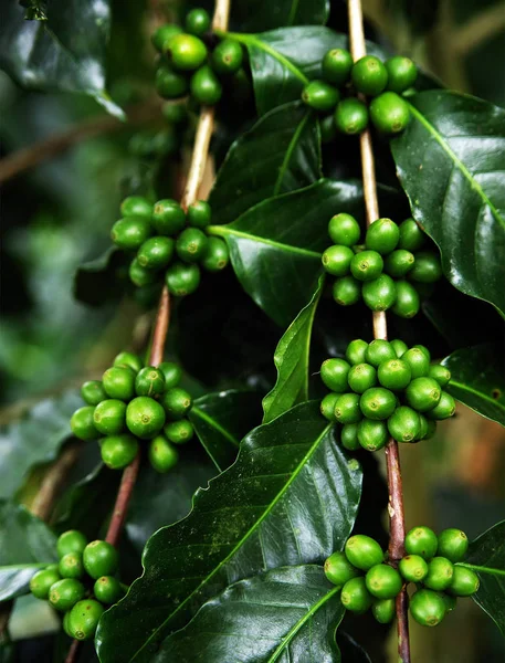 Coffee Plant. Coffee beans growing on a branch of coffee tree. Branch of a coffee tree with ripe fruits close up