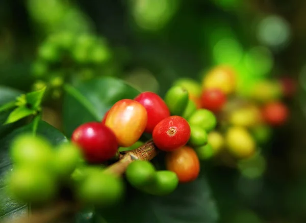 Coffee Plant. Coffee beans growing on a branch of coffee tree. Branch of a coffee tree with ripe fruits close up