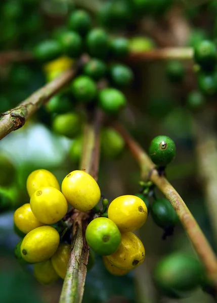 Planta Café Granos Café Creciendo Una Rama Árbol Café Rama — Foto de Stock