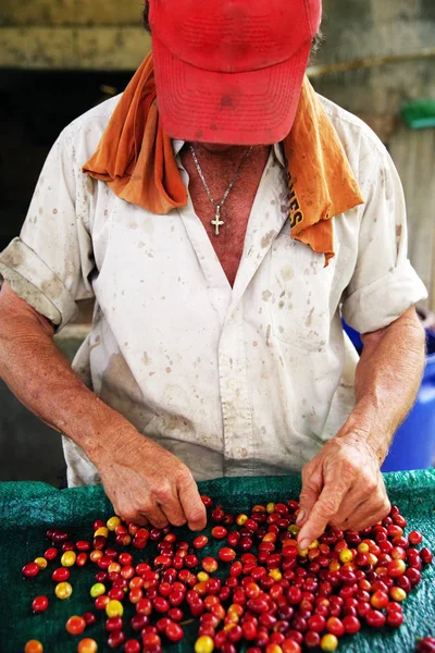 Kahve Fabrikası Kahve Ağacının Bir Dalı Üzerinde Yetişen Kahve Çekirdekleri — Stok fotoğraf
