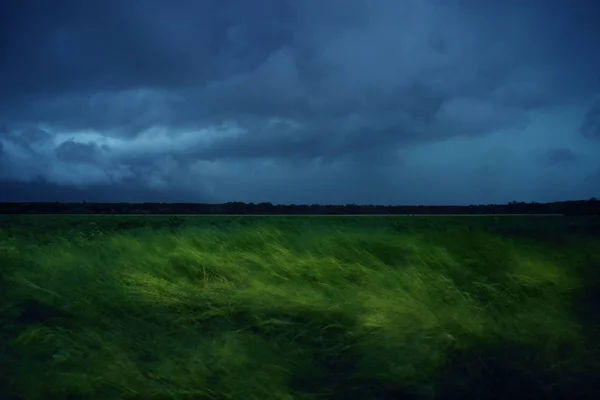 抽象草移动的傍晚风背景 放松和舒缓的自然感觉 — 图库照片