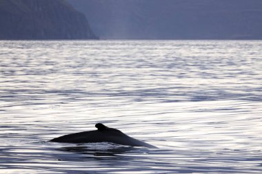 Husavik, Kuzey İzlanda, Avrupa 'da Balina İzleme