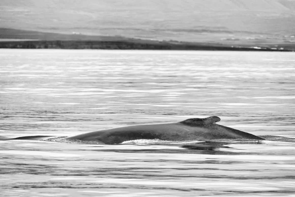 Whale watching in Husavik. Northern Iceland, Europe