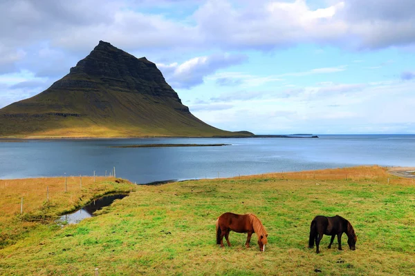 Islandští Koně Před Kirkjufell Mountain Island Evropa — Stock fotografie