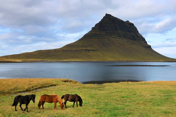 Cavalli Islandesi Fronte Kirkjufell Mountain Islanda Europa — Foto Stock