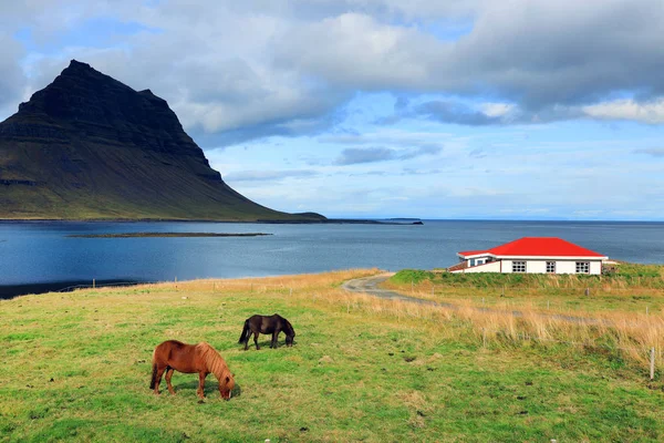 Islandpferde Vor Dem Kirkjufell Gebirge Island Europa Stockbild