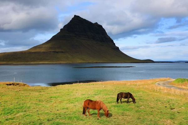Islandpferde Vor Dem Kirkjufell Gebirge Island Europa Stockbild