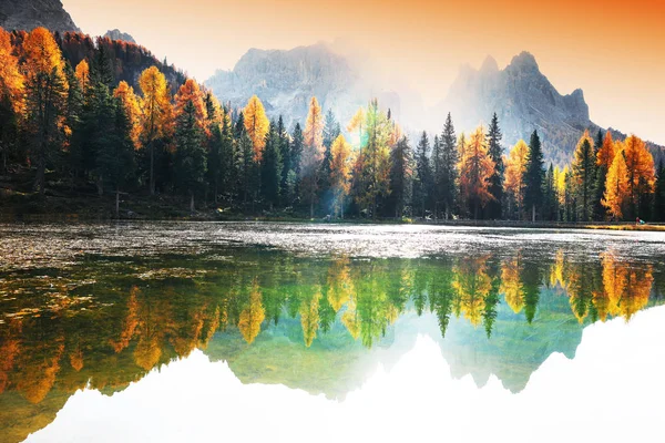 Larch Forest Autumn Dolomites Italy — Stock Photo, Image