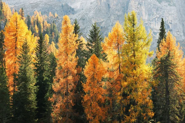 Herbstlandschaft Cadini Misurina Dolomiten Italien Europa — Stockfoto