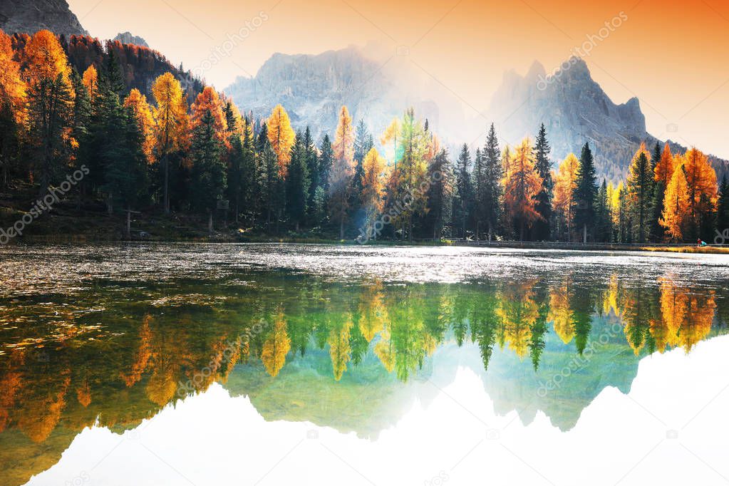 Larch forest in autumn, Dolomites, Italy