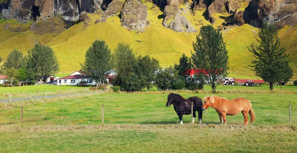 Hästar Som Vilar Äng Island Europa — Stockfoto