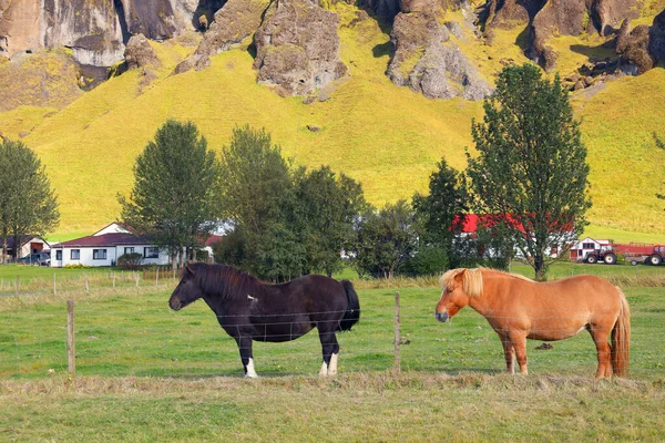 Hästar Som Vilar Äng Island Europa — Stockfoto