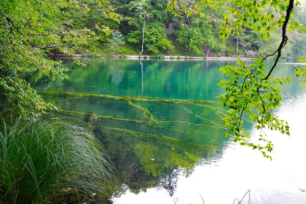 Абстрактні Водні Природні Деталі Національному Парку Плітвіц Хорватія Європа — стокове фото