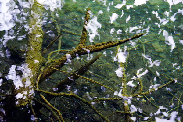 Detalles Naturales Del Agua Abstracta Parque Nacional Plitvice Croacia Europa —  Fotos de Stock
