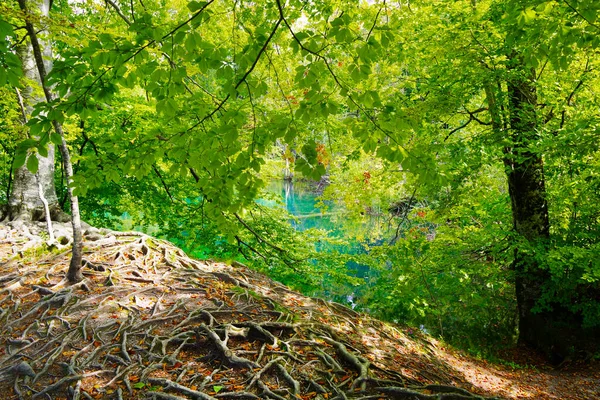 Paisagem Verão Parque Nacional Plitvice Croácia Europa — Fotografia de Stock