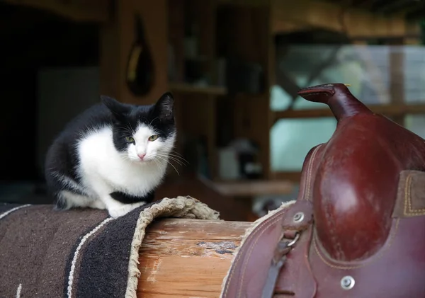 Chat Assis Sur Une Selle Cheval — Photo