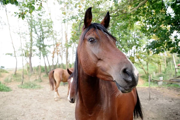 Close Horses Nature Landscape Nature Background Horse Natural Environment Sunshine — Stock Photo, Image