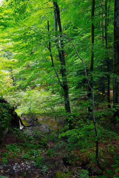 Nyári Táj Plitvicei Nemzeti Park Horvátország Európa — Stock Fotó