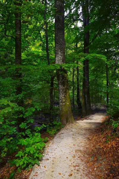 Nyári Táj Plitvicei Nemzeti Park Horvátország Európa — Stock Fotó