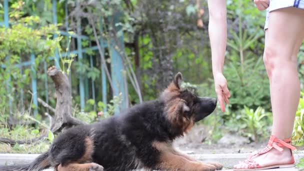 Ragazza e animaletto. Giovane donna formazione di un cucciolo di pastore tedesco in giardino . — Video Stock