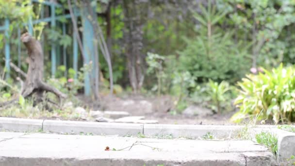 Dziewczyna i zwierzętom. Młoda kobieta szkolenie szczeniaka owczarka niemieckiego w ogrodzie. — Wideo stockowe