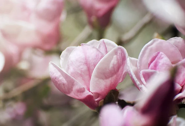 De beaux magnolias fleurissent au printemps. Magnolia lumineux fleur contre ciel bleu. Fond floral romantique — Photo