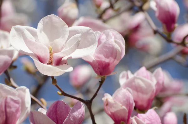 De beaux magnolias fleurissent au printemps. Magnolia lumineux fleur contre ciel bleu. Fond floral romantique — Photo